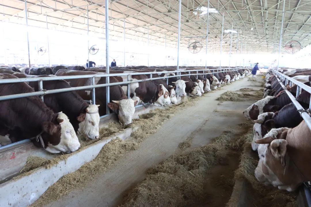 新金宝(中国游)有限公司官网