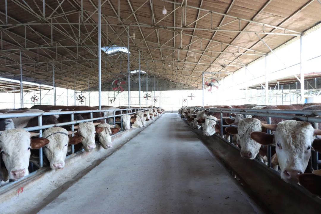 新金宝(中国游)有限公司官网