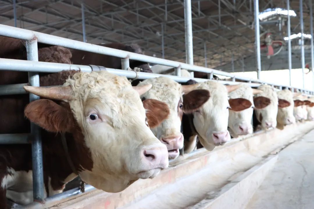 新金宝(中国游)有限公司官网